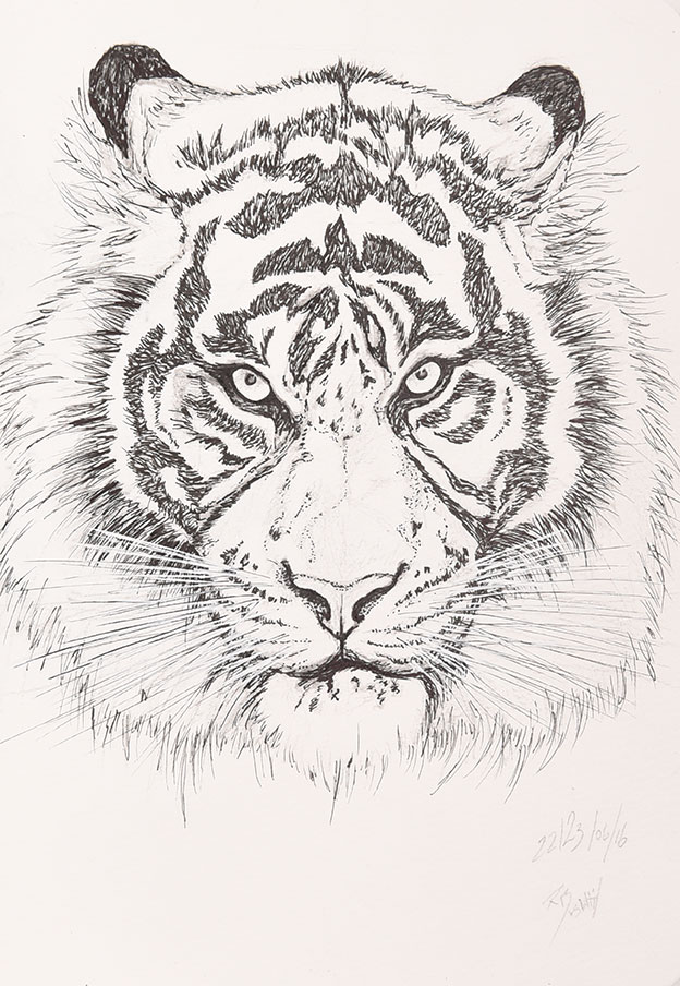 Tiger Portrait